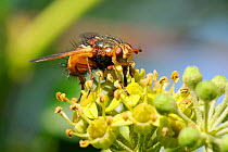 Parasite fly / tachinid fly (Tachina fera) using proboscis to take nectar from Ivy (Hedera helix) flowers. Wiltshire garden, UK, September.