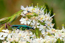 Male Thick-legged flower beetle (Oedemera nobilis) with swollen hind femora, on Common hogweed / Cow parsnip (Heracleum sphondylium) flowers. Potato capsid bug (Closterotomus norwegicus) feeds in back...