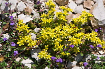 Biting stonecrop / Wallpepper (Sedum acre) (yellow) and Alpine Calamint (Acinos alpina) (purple) flowering on scree on Mt Terminillo, Apennines, Lazio, Italy