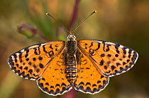 Spotted fritillary butterfly (Melitaea didyma) female, Umbria, Italy