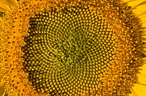 Close up of Sunflower (Helianthus annuus) showing spirals in arrangement that follow Fibbonacci's number sequence, Italy