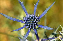 Blue eryngo (Eryngium amethystinum) flower, an excellent nectar source for bees and butterflies, Umbria, Italy