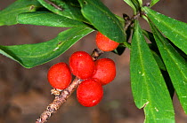 Mezereon (Daphne mezereon) poisonous berries, protected species, Marche, Italy.
