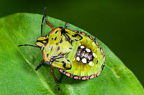 Shield Bug (Nezarla viridula) nymph, Italy