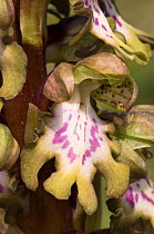 Close up of flower of Giant orchid (Himantoglossum robertianum)  Puglia, Italy