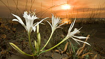 Sea daffodil / lily (Pancratium maritimum) flowers open in late afternoon and remain open overnight, coinciding with the flight times of the Convolvulus hawkmoth (Herse convolvuli) its pollinator, Umb...