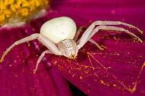 Goldenrod crab spider (Misumena vatia) female alert for prey on a flower, Italy