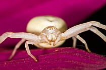 Goldenrod crab spider (Misumena vatia) female alert for prey on a flower, Italy