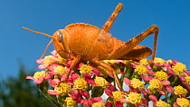 Egyptian locust / grasshopper (Anacridium aegyptium) immature adult on flower, Italy