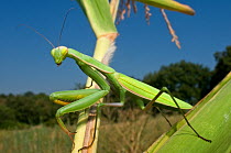European praying mantis (Mantis religiosa) camouflaged on plant, Tuscany, Italy