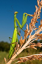 European praying mantis (Mantis religiosa) on grass seed heads, Tuscany, Italy