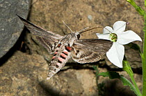 Convolvulus hawk (Herse / Agrius convolvuli) a migrant hawkmoth with a 12cm proboscis visiting Nicotiana flowers at dusk, Italy