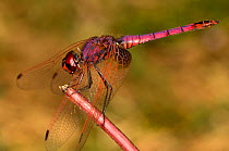 Ruddy darter dragonfly (Sympetrum sanguineum) male resting on post, Umbria, Italy