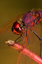 Ruddy darter dragonfly (Sympetrum sanguineum) male resting on post, Umbria, Italy