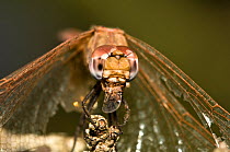 Ruddy darter dragonfly (Sympetrum sanguineum) female resting on post feeding on midge that she has just caught, Italy