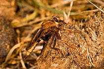 Hornet robber fly (Asilus crabroniformis) on dung, Italy