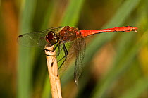 Scarlet dragonfly (Crocothemis erythraea) reting on post in saltmarsh, Lazio, Italy
