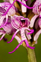 Close up of flower of Monkey orchid (Orchis simia) showing monkey shape, Italy