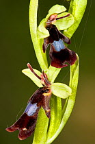Flowers of Fly orchid (Ophrys insectifera) showing fly mimicry, Italy