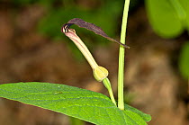 Round-leaved birthwort (Aristolochia rotundifolia) an important foodplant for the caterpillars of Festoon butterflies, Lazio, Italy