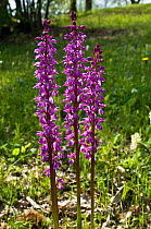 Early purple orchid (Orchis mascula) flowering in chestnut woods, Lazio, Italy