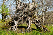 Ancient Sweet chestnut tree (Castanea sativa) in coppiced woodland, Canapine, nr Viterbo, Lazio, Italy