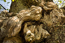 Trunk of an ancient Sweeet chestnut tree (Castanea sativa) in coppiced woodland, nr Viterbo, Lazio, Italy