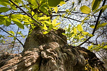 Looking up the trunk of an ancient Sweeet chestnut tree (Castanea sativa) in coppiced woodland, nr Viterbo, Lazio, Italy