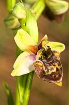 Natural hybrid orchid (Ophrys bombyliflora) cross between Late spider orchid (Ophrys fuciflora) and Bumble bee orchid (Orchis bombyliflora) Umbria, Italy