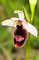 Bertoloni's bee orchid (Ophrys bertolonii) flower showing bee mimicry, Italy