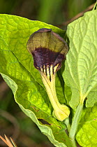 Round-leaved birthwort (Aristolochia rotundifolia) an important foodplant for the caterpillars of Festoon butterflies. Lazio, Italy