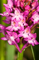 Pyramidal orchid (Anacamptis pyramidalis) flowers, Italy