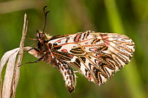 Southern festoon butterfly (Zerynthia polyxena) showing the pattern on the underwings, Italy