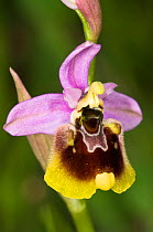 Hybrid orchid (Ophrys x maremmae) natural hybrid cross between Late spider orchid (Ophrys fuciflora) and Sawfly orchid (Ophrys tenthredinifera) Umbria, Italy