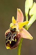 Natural hybrid orchid (Ophrys x aschersonii) cross between Late spider orchid (Ophrys fuciflora) and Early spider orchids (Ophrys sphegodes)