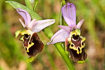 Late spider orchid (Ophrys fuciflora) narrow-lipped form that flowers in Tuscany and Umbria, Italy