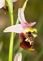 Late spider orchid (Ophrys fuciflora) narrow-lipped form that flowers in Tuscany and Umbria, Italy