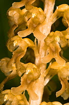 Bird's nest orchid (Neottia nidus-avis) a saprohytic orchid of ancient European woodlands containing little or no chlorophyll, dependent upon mycorrhizal fungi in the tangled bird's nest of roots, Ita...