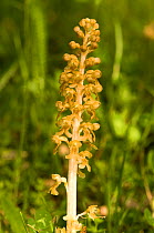 Bird's nest orchid (Neottia nidus-avis) a saprohytic orchid of ancient European woodlands containing little or no chlorophyll, dependent upon mycorrhizal fungi in the tangled bird's nest of roots, Ita...