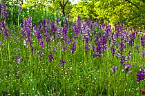 Mass of Green-winged orchid (Anacamptis morio) flowers, Italy.