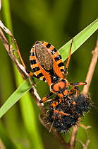 Assassin bug (Rhinocoris iracundus) feeding on moth caterpillar prey, Umbria, Italy