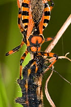 Assassin bug (Rhinocoris iracundus) feeding on moth caterpillar prey, Umbria, Italy