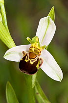 Bee Orchid (Ophrys apifera) Italy