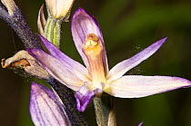 Spurless violet bird's nest orchid (Limodorum trabutianum) flower, Italy