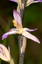 Spurless violet bird's nest orchid (Limodorum trabutianum) flower, Italy