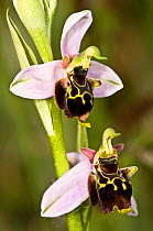 A natural hybrid orchid (Ophrys x albertiana) cross between Bee orchid (Ophrys apifera) and Late spider orchid (Ophrys fuciflora) Italy