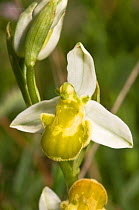 Bee orchid (Ophrys apifera var chlorantha) yellow variety. Italy