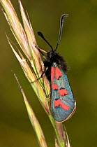 Six spot burnet moth (Zygaena filipendulae) on grass seed head, Italy