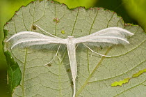 White plume moth (Pterophorus pentadactyla) resting on leaf, Italy