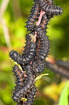 Early instar black caterpillar larvae of the Emperor moth (Saturnia pavoniella) later they moult, become green, much larger and live singly, Italy